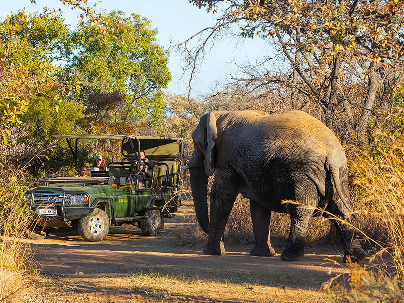 Tourists observing an elephant on a game drive in Mabula Game Reserve, South Africa 