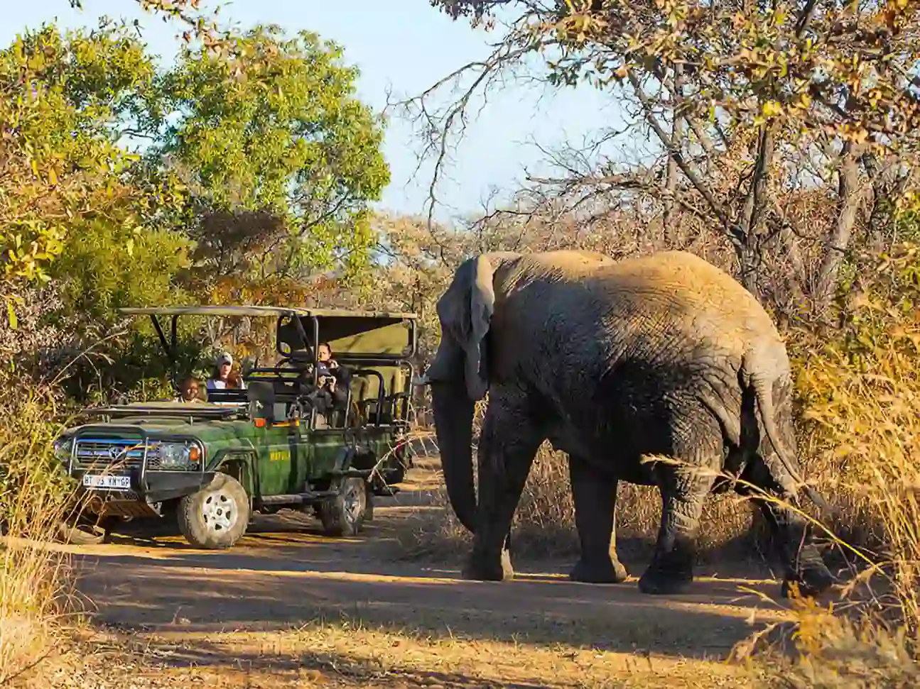 Tourists observing an elephant on a game drive in Mabula Game Reserve, South Africa 