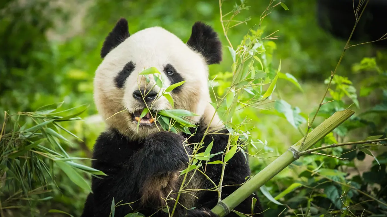 A giant panda sitting among green bamboo leaves while chewing on bamboo in Chengdu, China