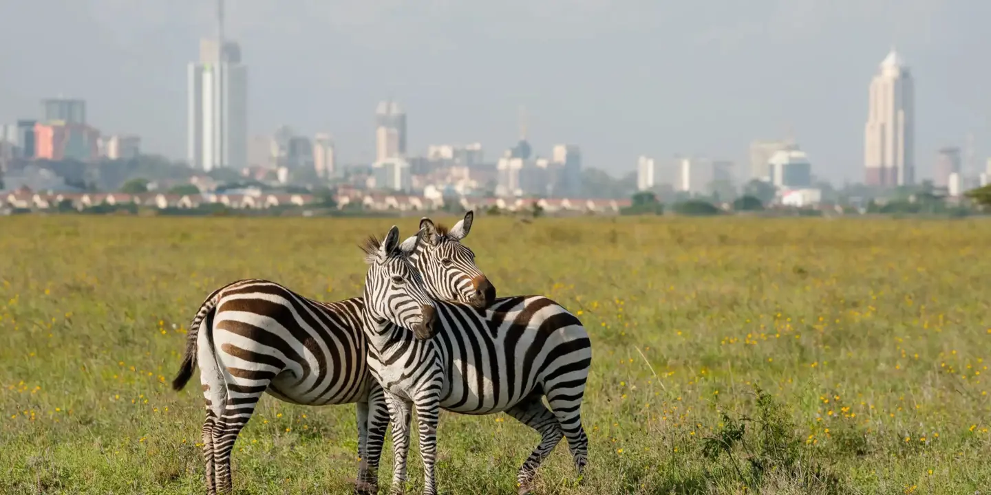 Two zebras standing close together in the grassy plains of Nairobi National Park, with the modern skyline of Nairobi, Kenya visible in the background
