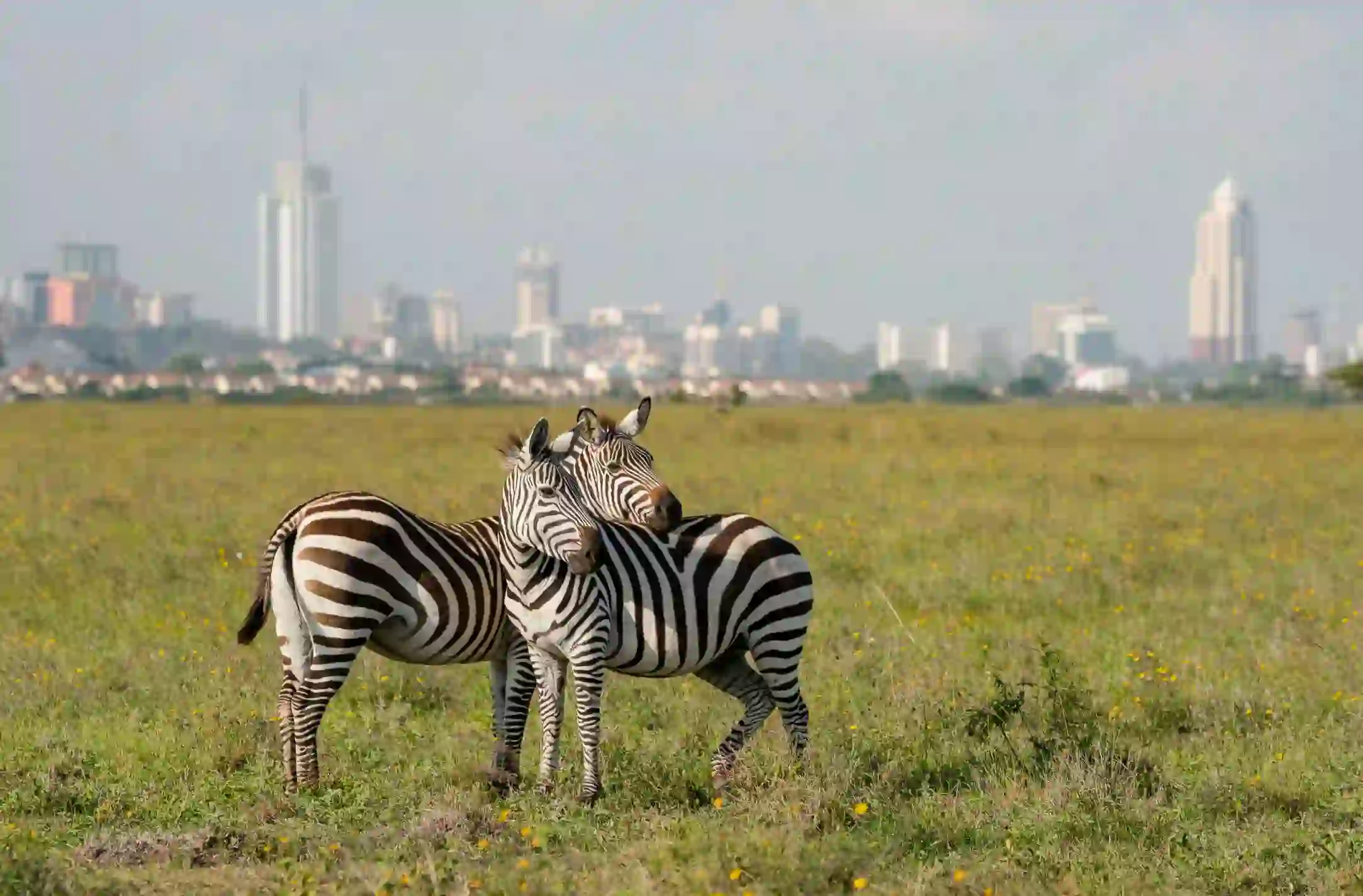 Two zebras standing close together in the grassy plains of Nairobi National Park, with the modern skyline of Nairobi, Kenya visible in the background