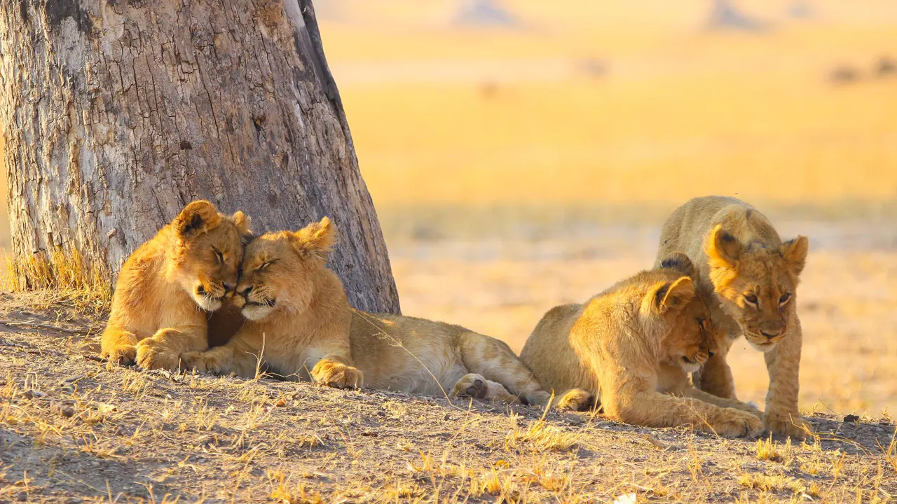 Lions in Zambezi National Park, Zimbabwe