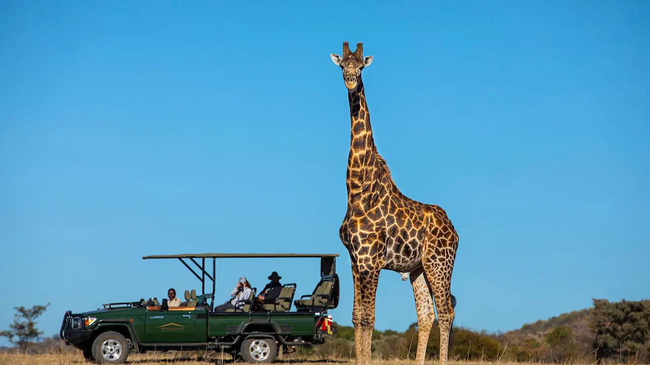 Safari Plains game drive