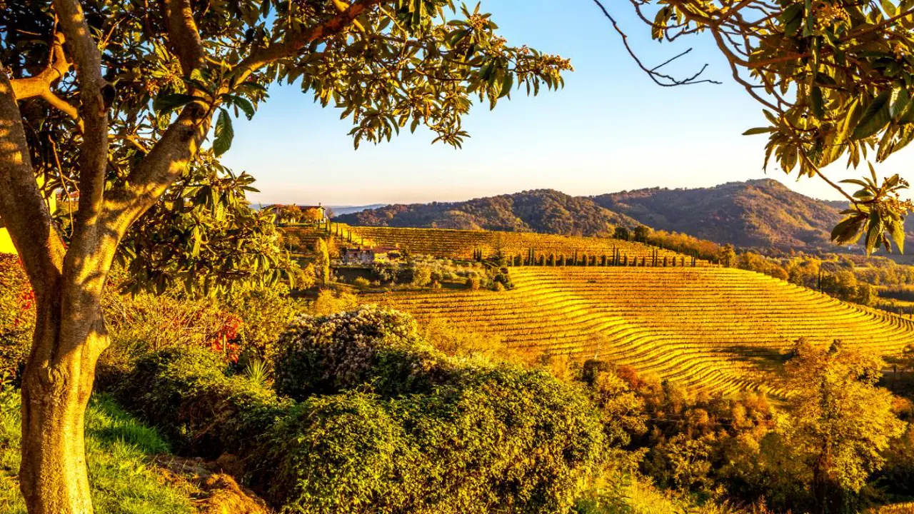 Vineyards, Gorizia, Italy