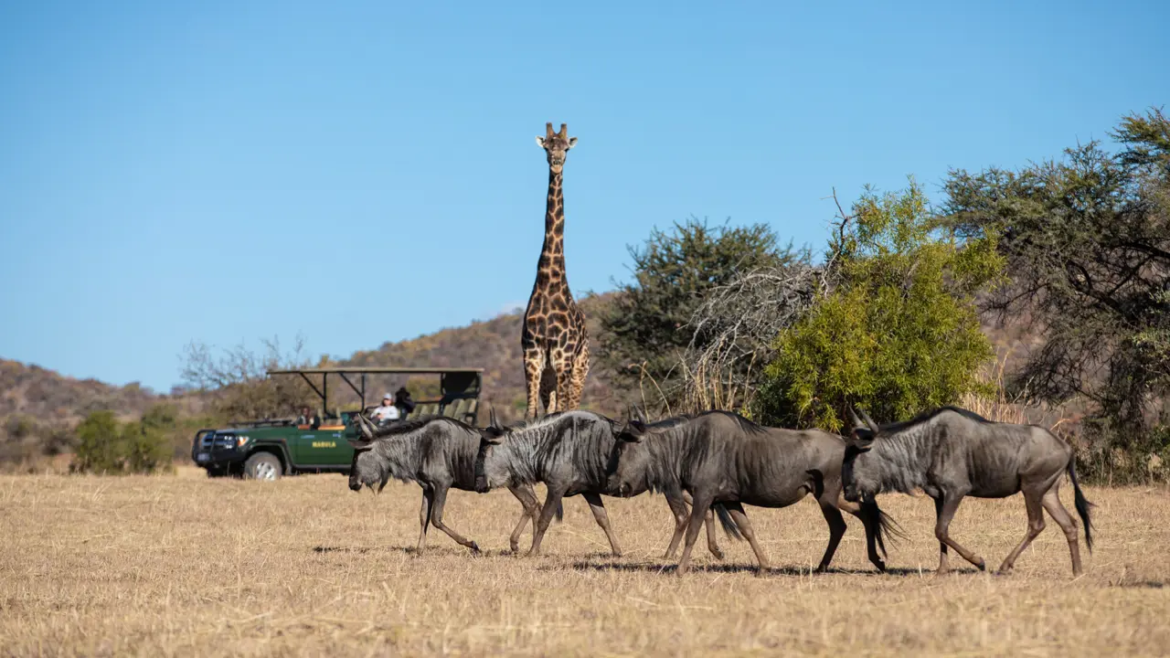 Mabula Game Lodge, giraffe and wildebeest on a game drive