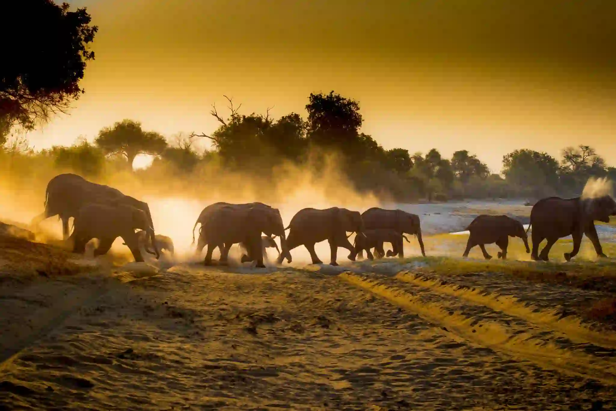 See elephants in their natural habitat on a Chobe safari adventure.