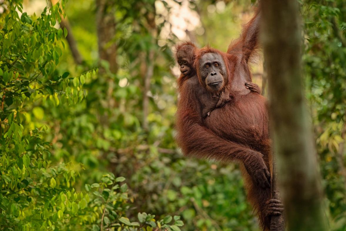 Shutterstock 1122655664 Orangutans, Borneo (2)