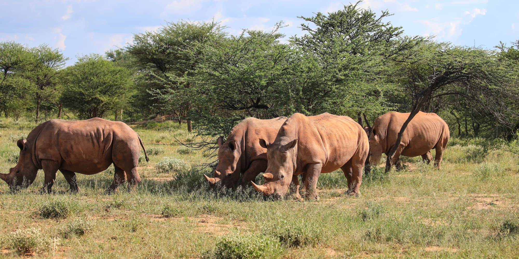 White rhinos