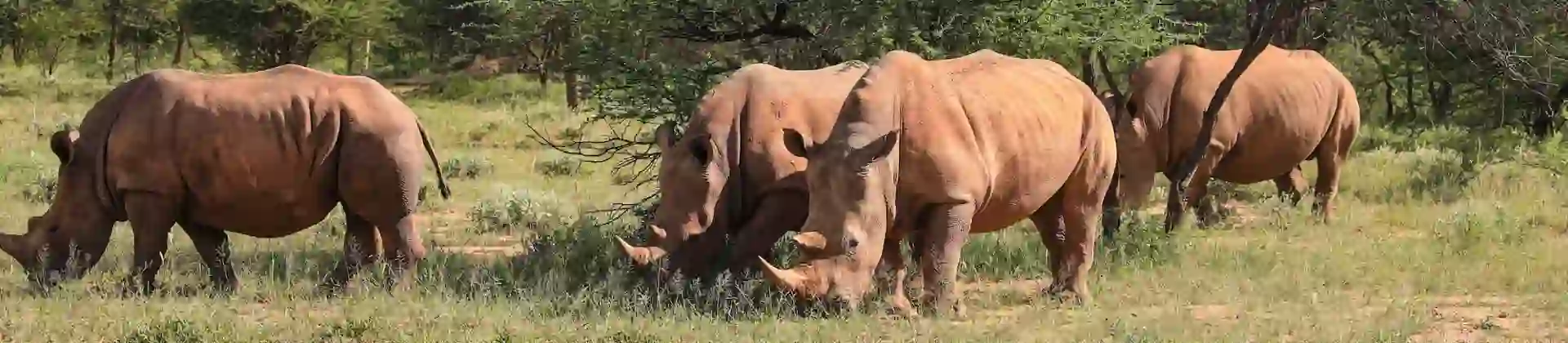 White rhinos