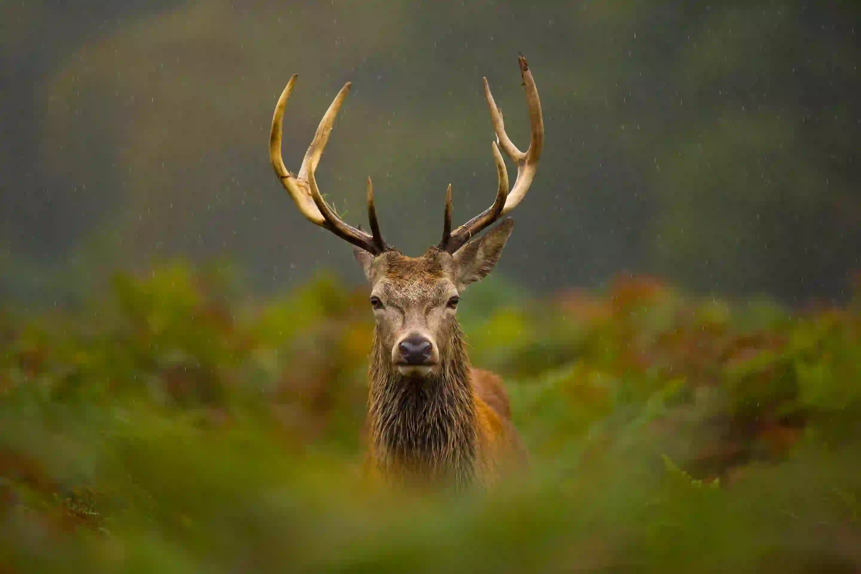 Scottish stag looking into the camera