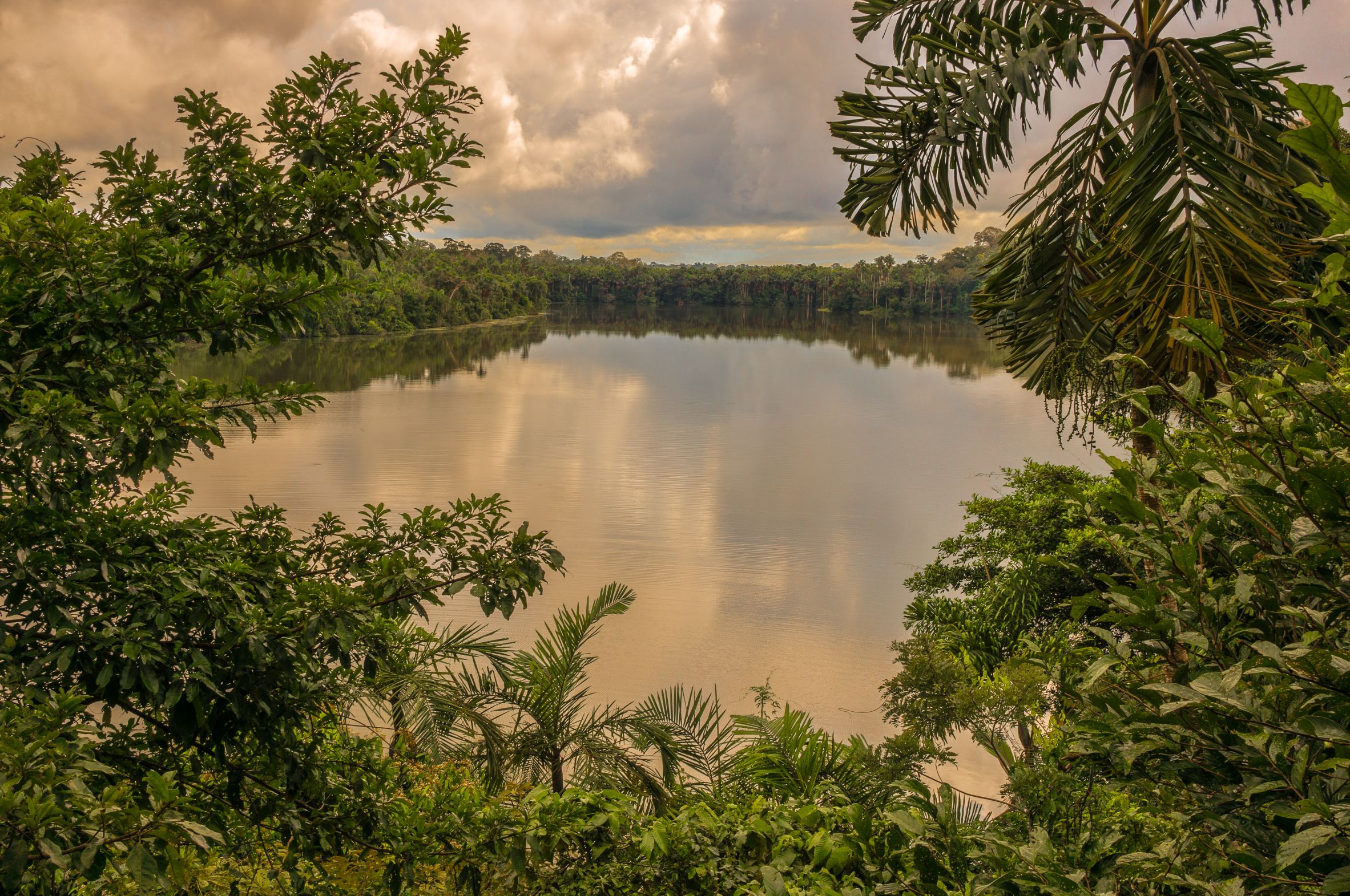 Lake Sandoval surrounded by dense Amazon rainforest in Peru