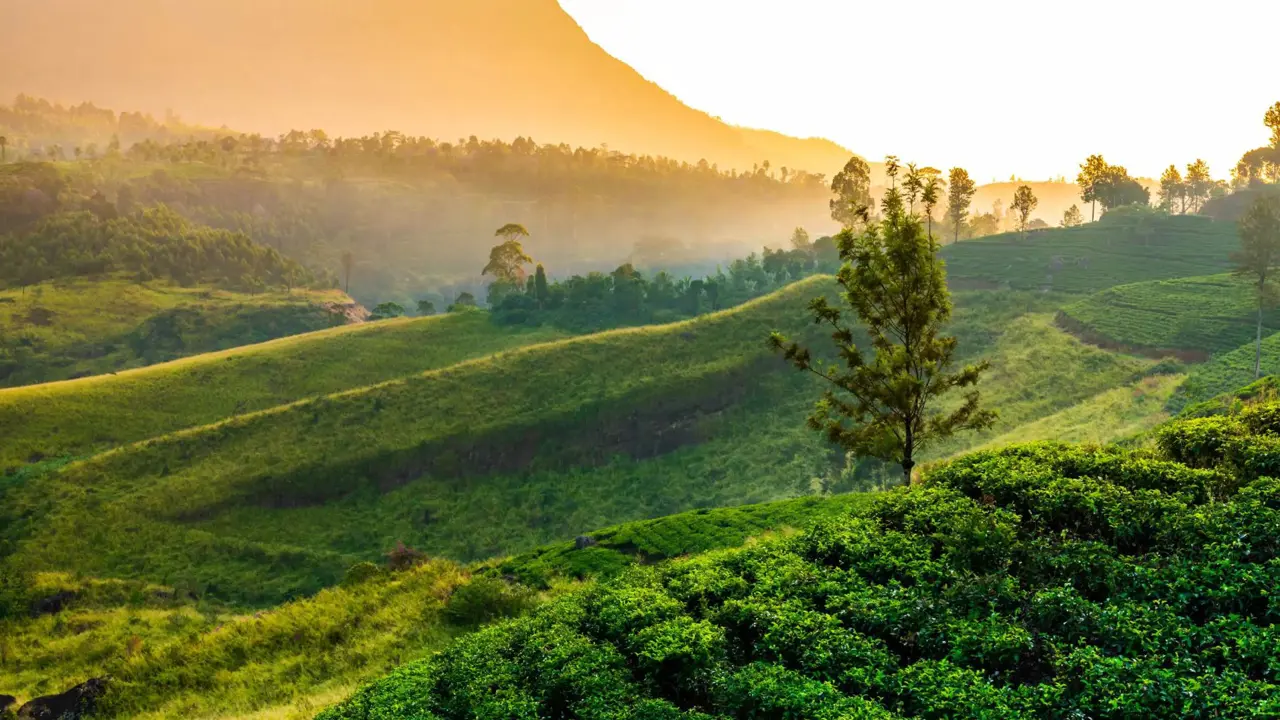 Scenic view of Nuwara Eliya in Sri Lanka, showing lush green tea plantations, rolling hills, and mist-covered mountains