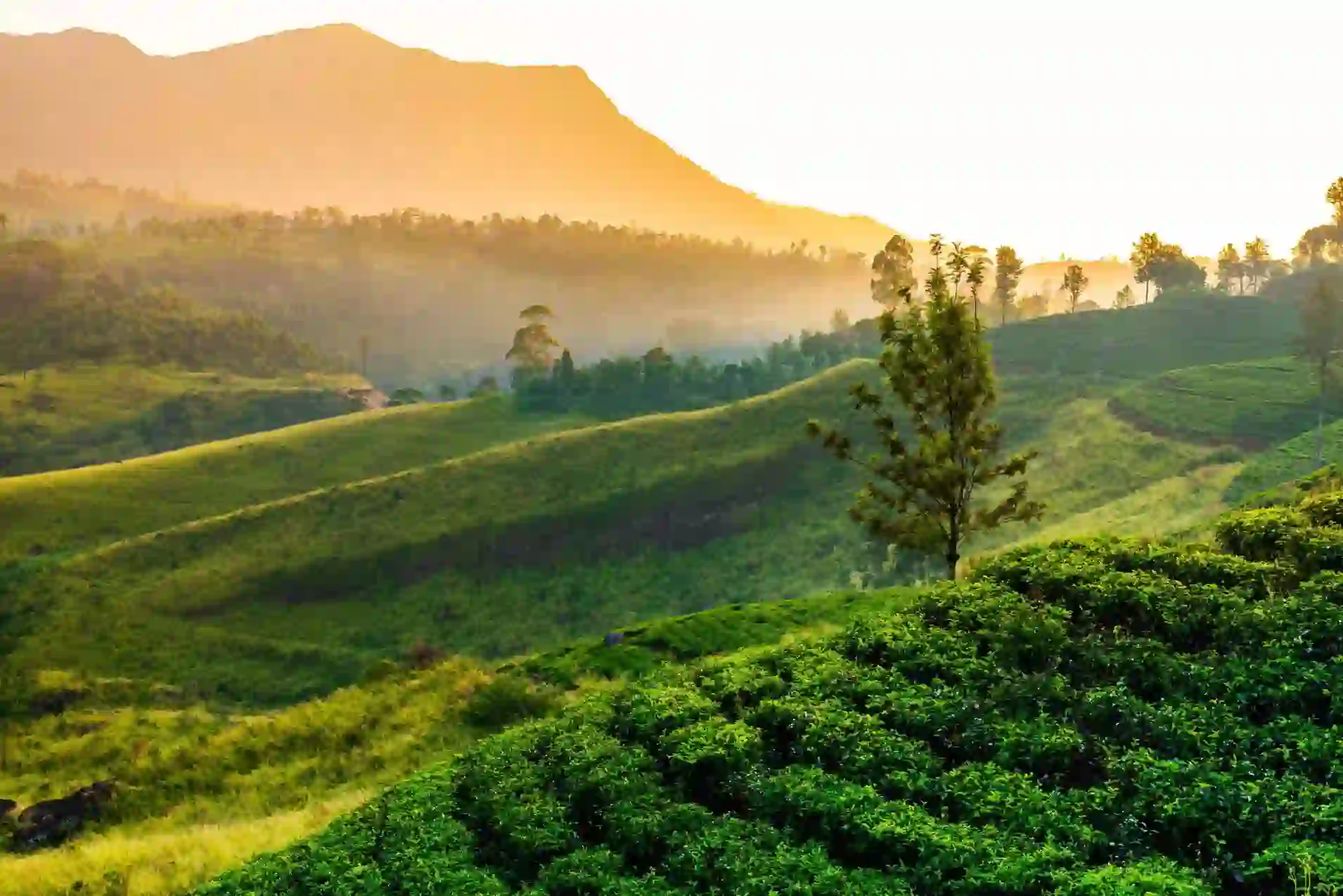 Scenic view of Nuwara Eliya in Sri Lanka, showing lush green tea plantations, rolling hills, and mist-covered mountains