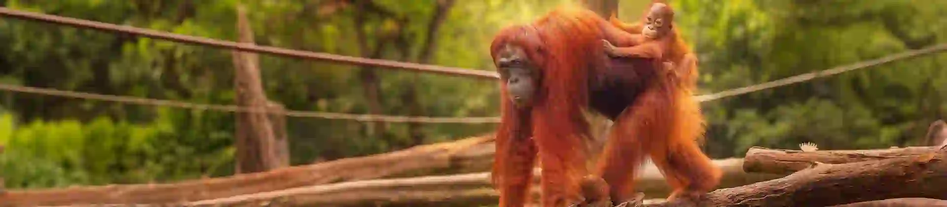 Adobestock 90336352 Orangutans, Borneo MAIN EXTENDED