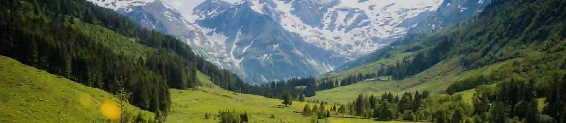 Cows grazing in a lush green alpine meadow with snow-capped mountains and forests in the Austrian Tyrol