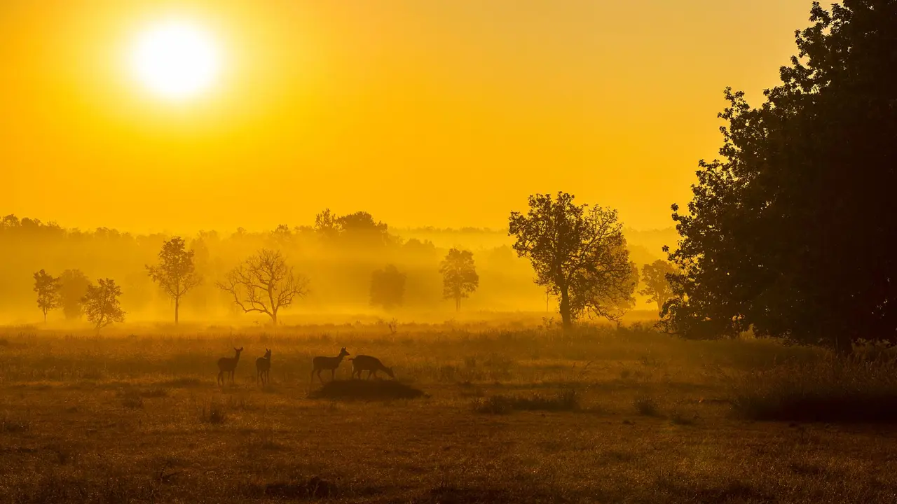 Sunrise Kanha National Park