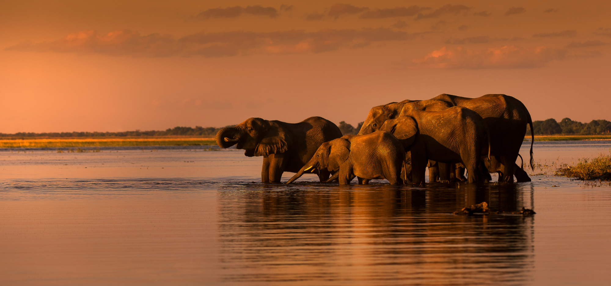 Elephant herd drinking