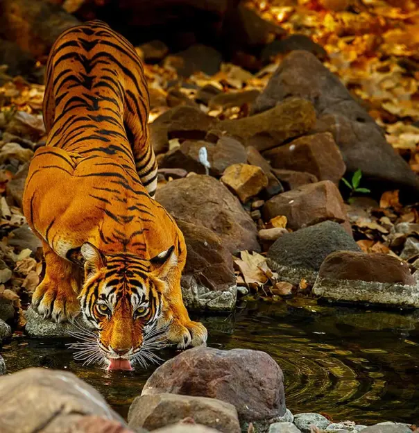 Indian Tiger Drinking from Lake