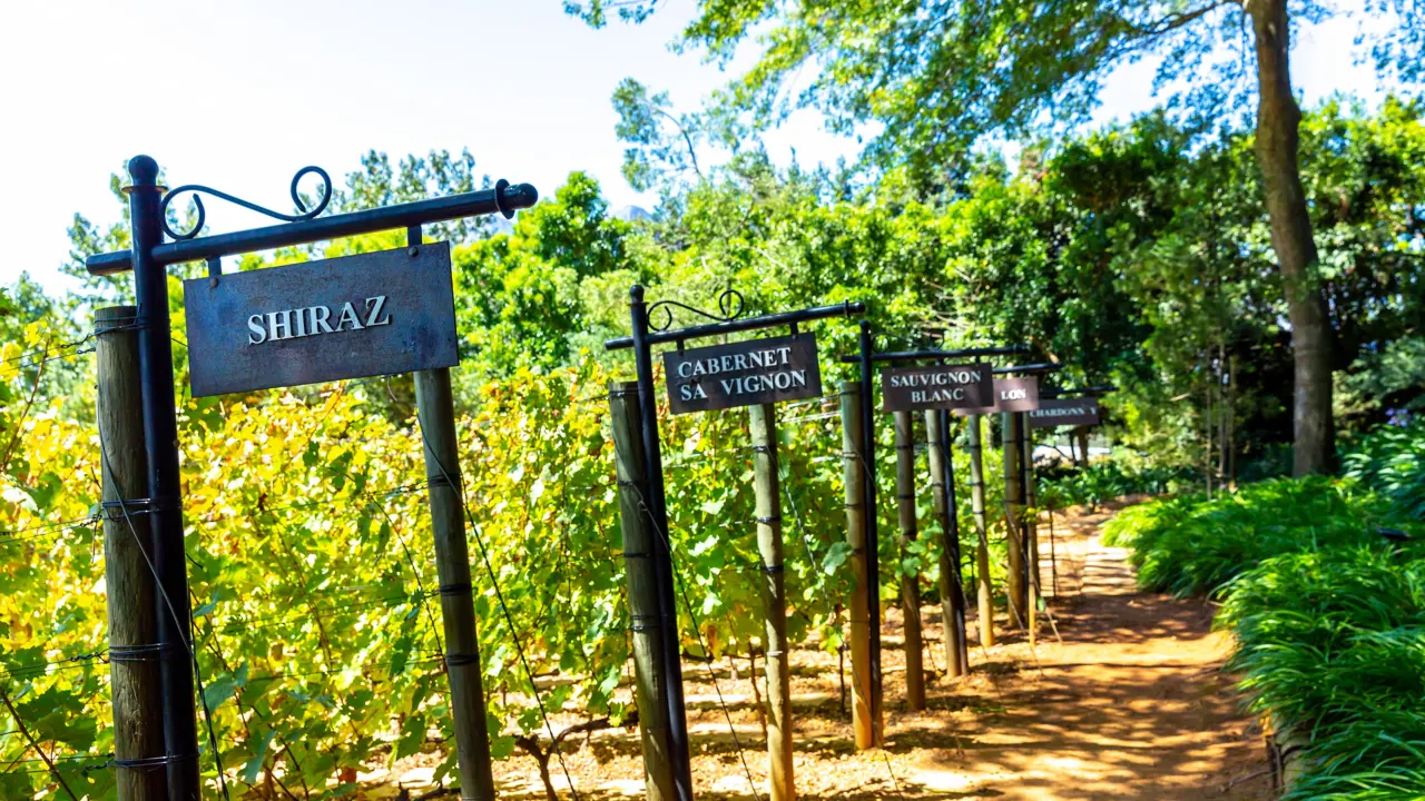 Winery tour, Cape Winelands