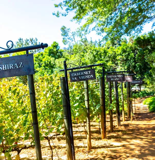 Winery tour, Cape Winelands