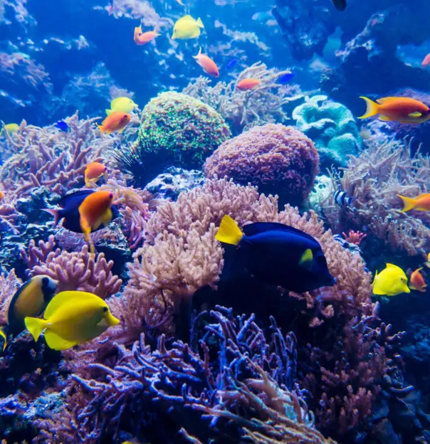 View of the turquoise waters and coral formations of the Great Barrier Reef off Queensland, Australia.