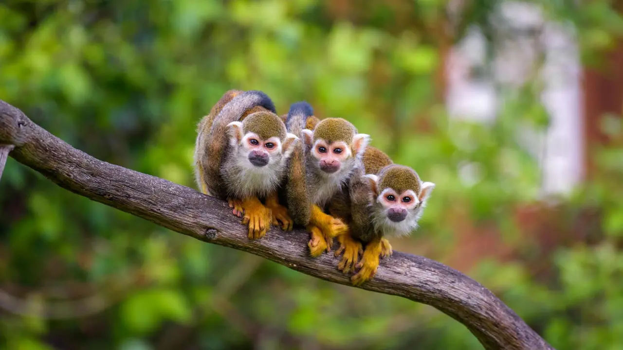 Three squirrel monkeys sitting on a branch in the Amazon rainforest