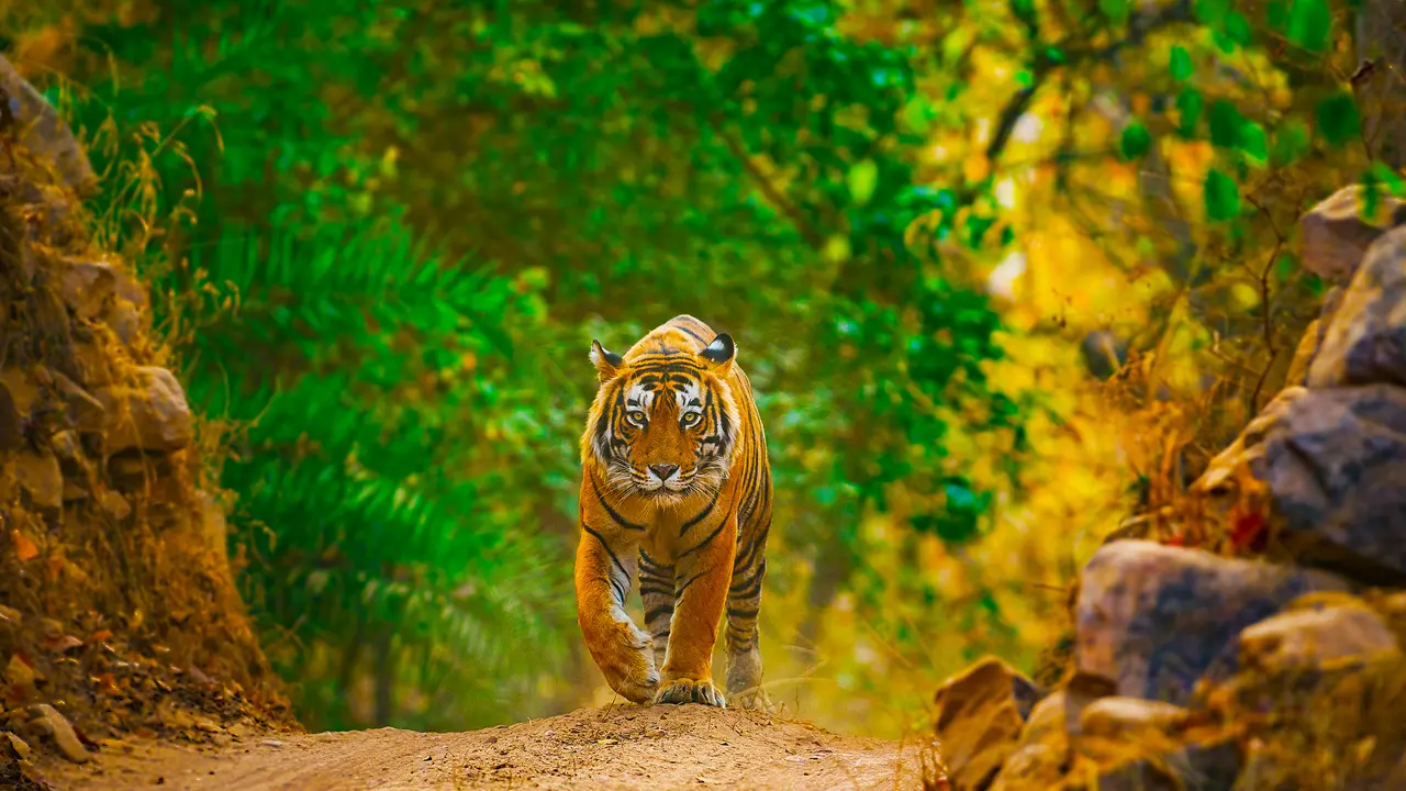 Ranthambhore National Park