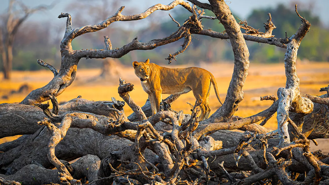 Lion, Hwange National Park