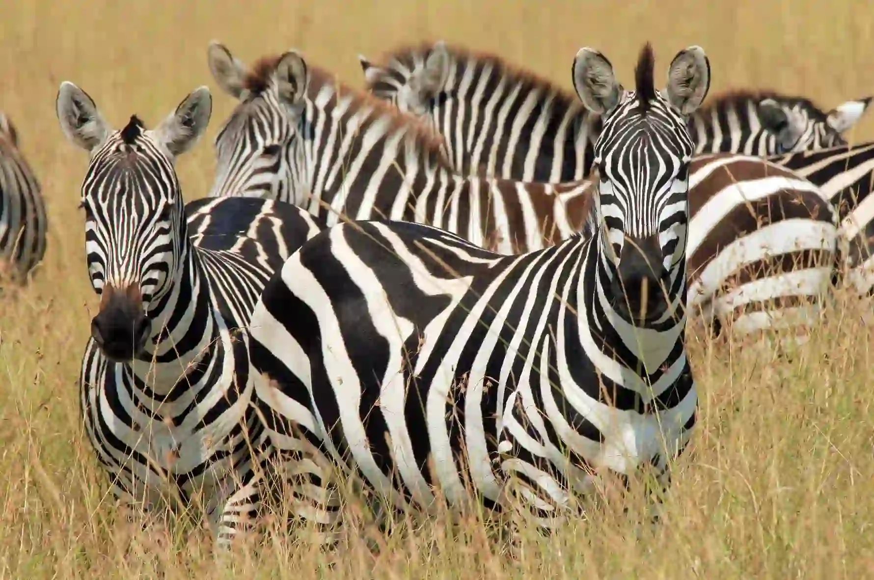 A herd of Zebras standing in long grass in Kenya
