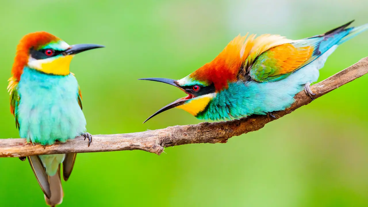 Bee eaters