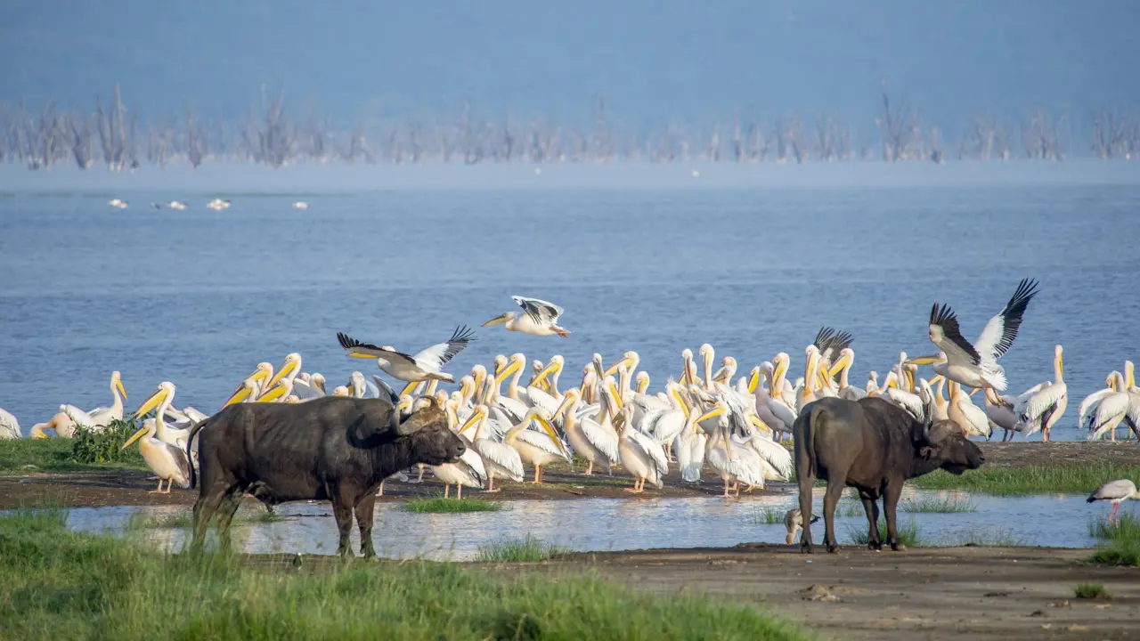 Lake Nakuru Lodge, Lake Nakuru National Park, buffaloes and pelicans