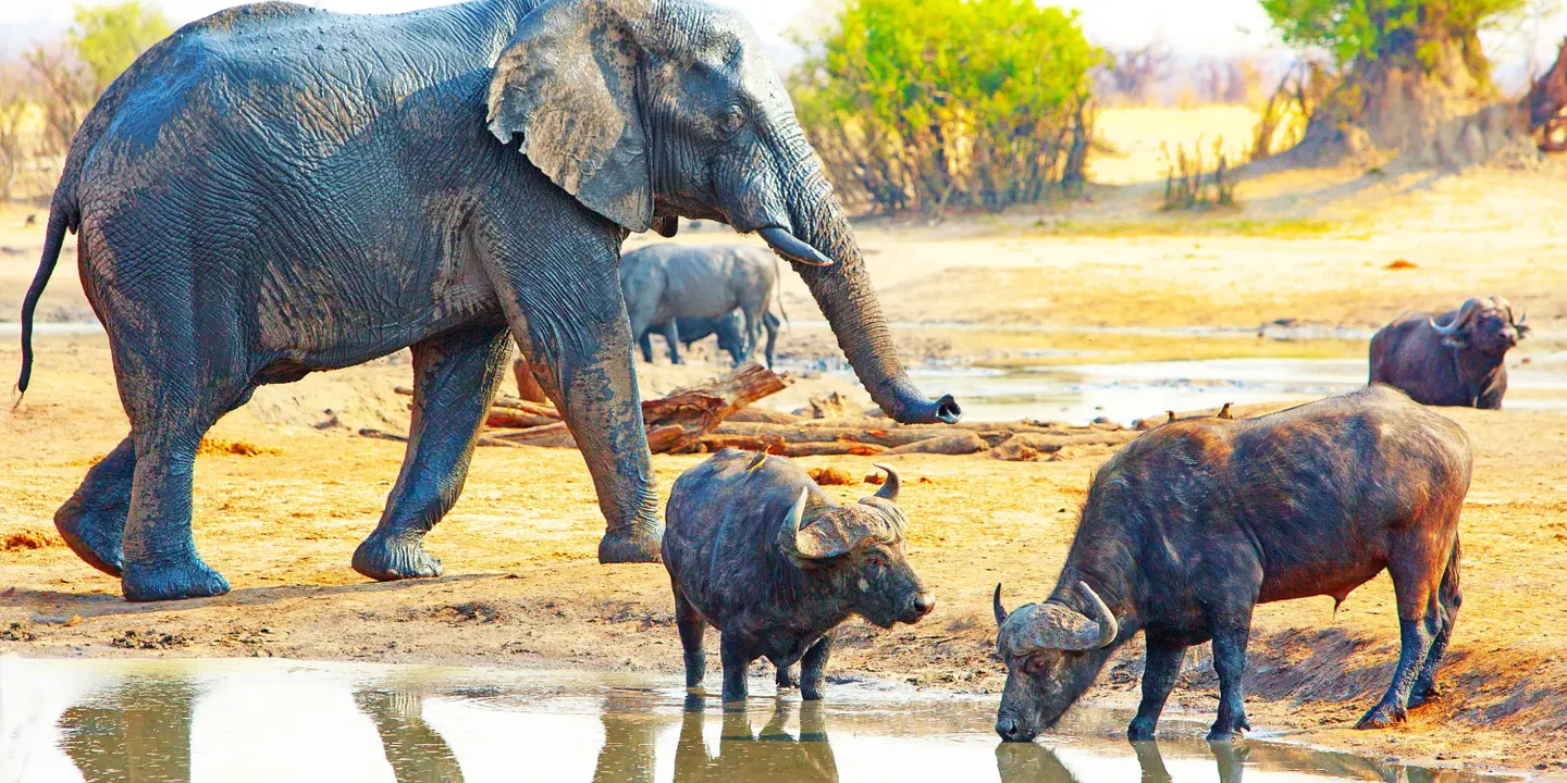 Elephant and buffalo, Hwange National Park