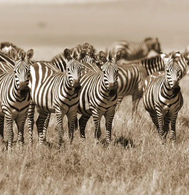 Zebra herd