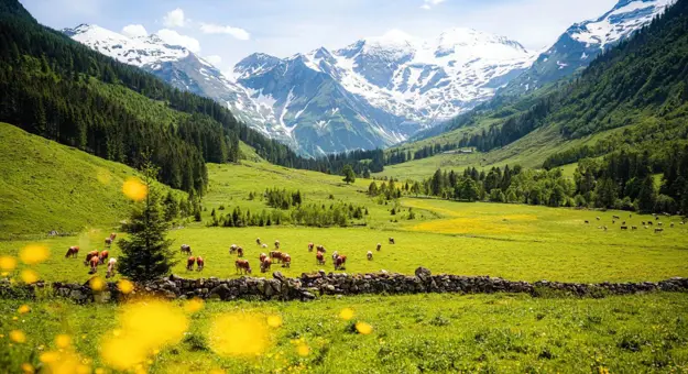 Cows grazing in a lush green alpine meadow with snow-capped mountains and forests in the Austrian Tyrol