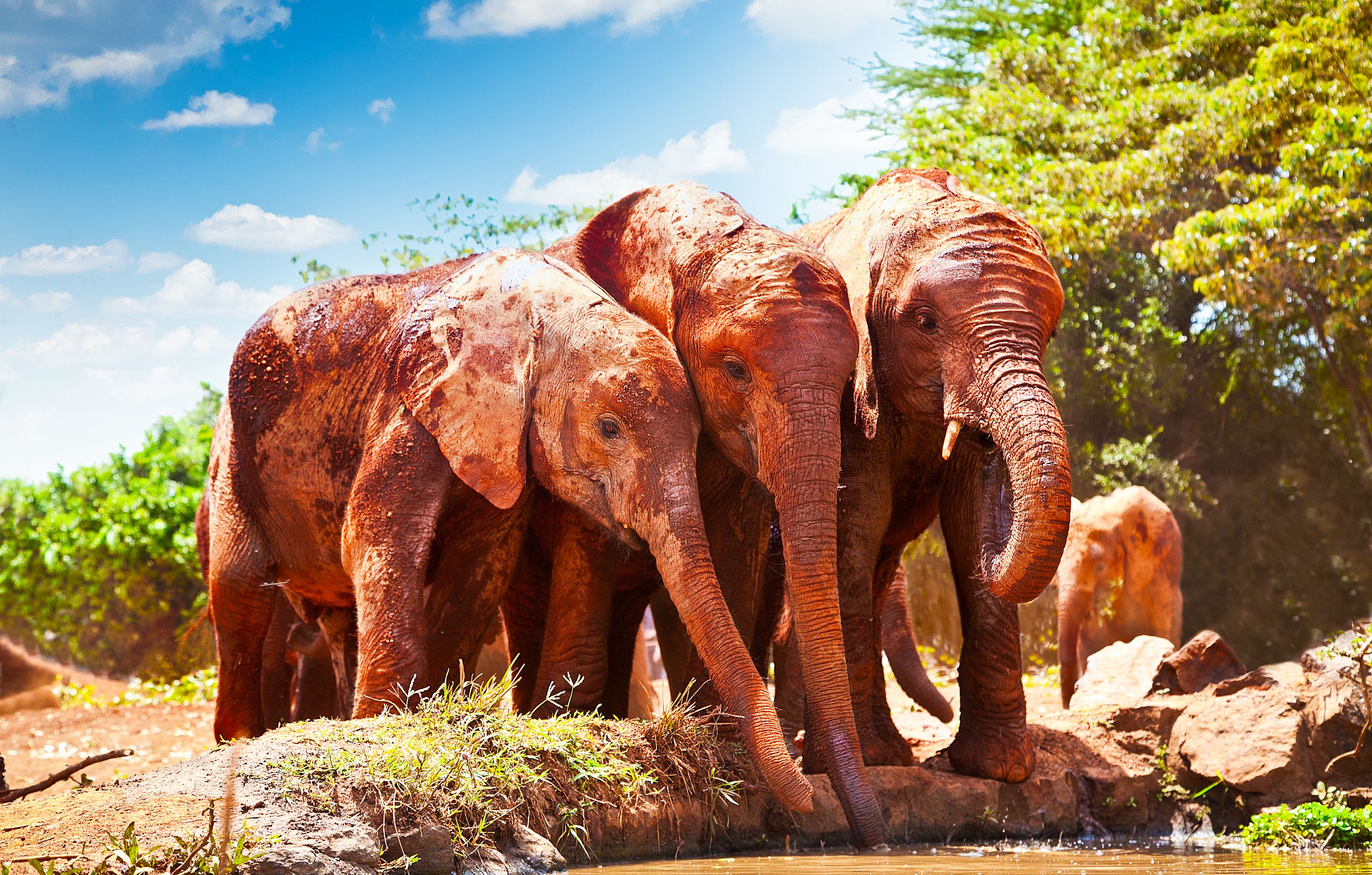 Tsavo National Park Red Elephants At Watering Hole
