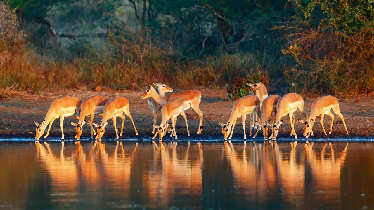 Impalas, South Africa