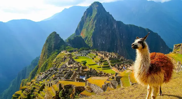A llama standing among the ancient stone ruins of Machu Picchu, Peru, with the misty Andes mountains in the background