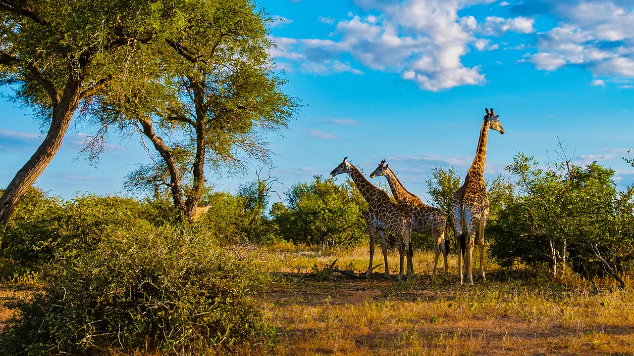 Giraffe, Hwange National Park