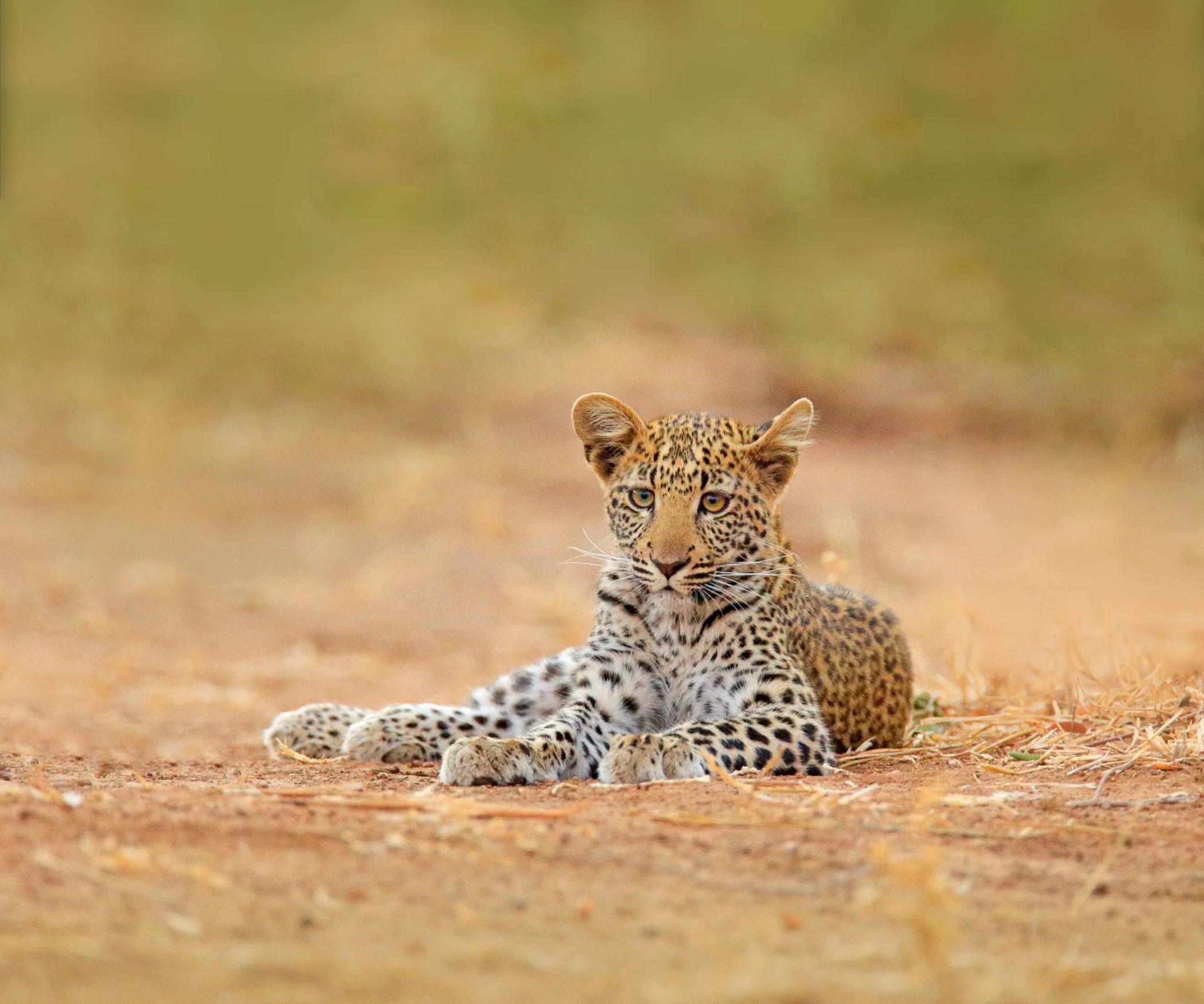 A leopard cub sitting on dry grass in the African savannah