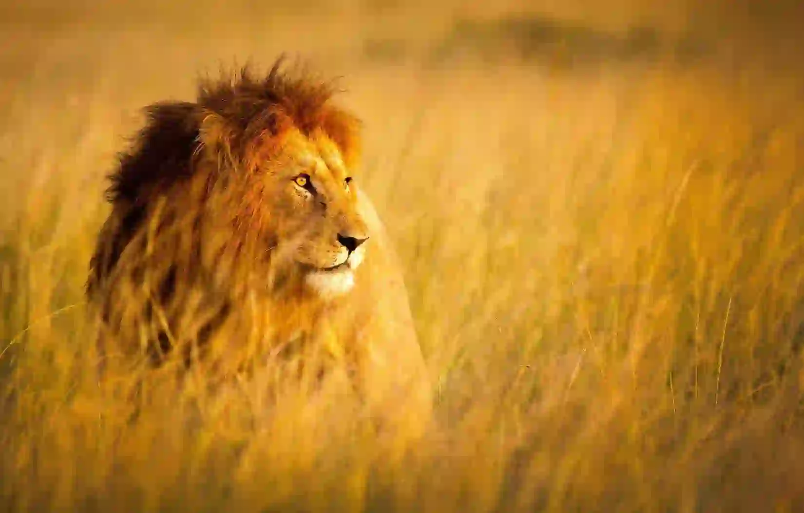 Male lion resting in the grass at Kruger National Park, South Africa, with a golden mane and alert expression