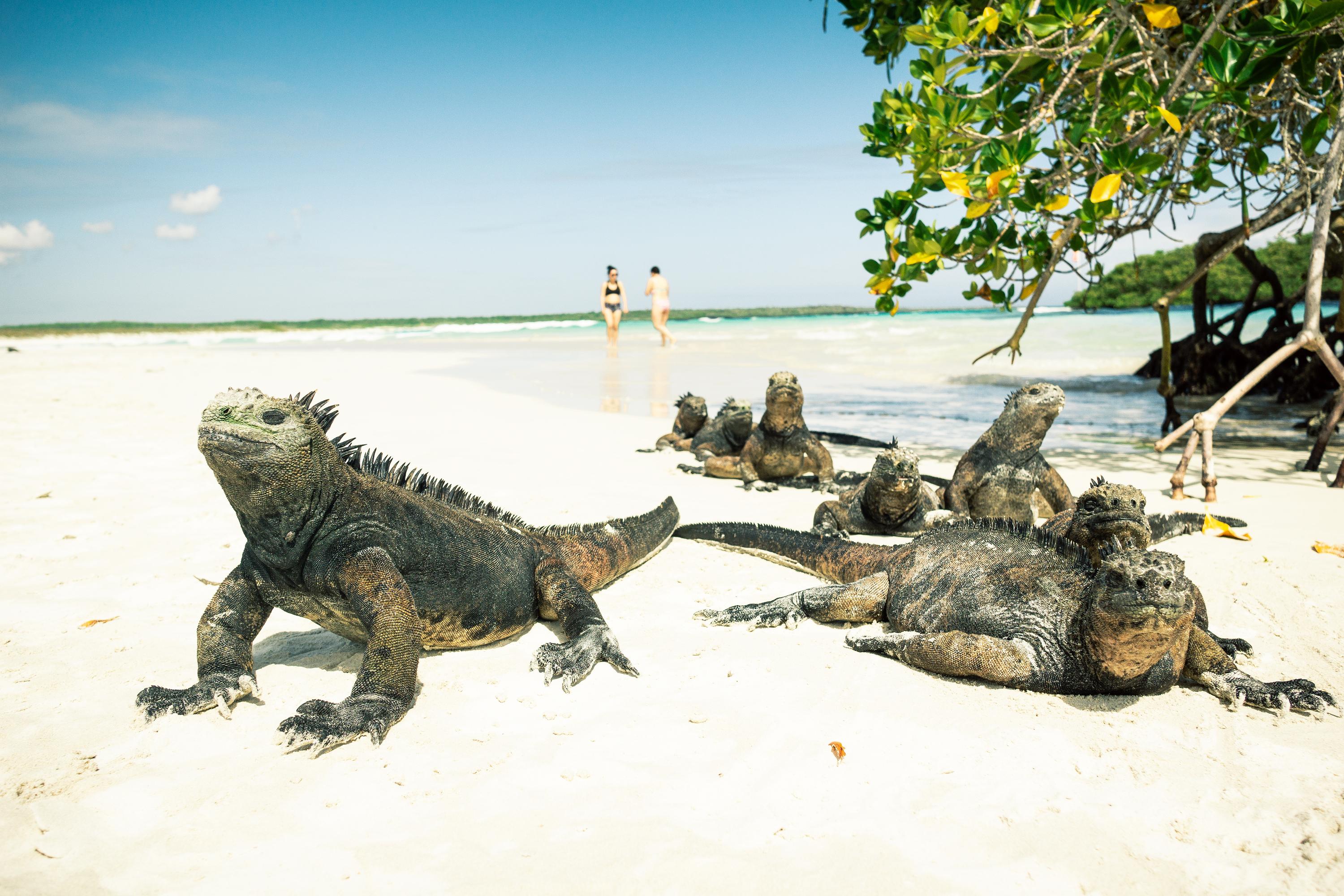 Galápagos Islands iguanas on a beach