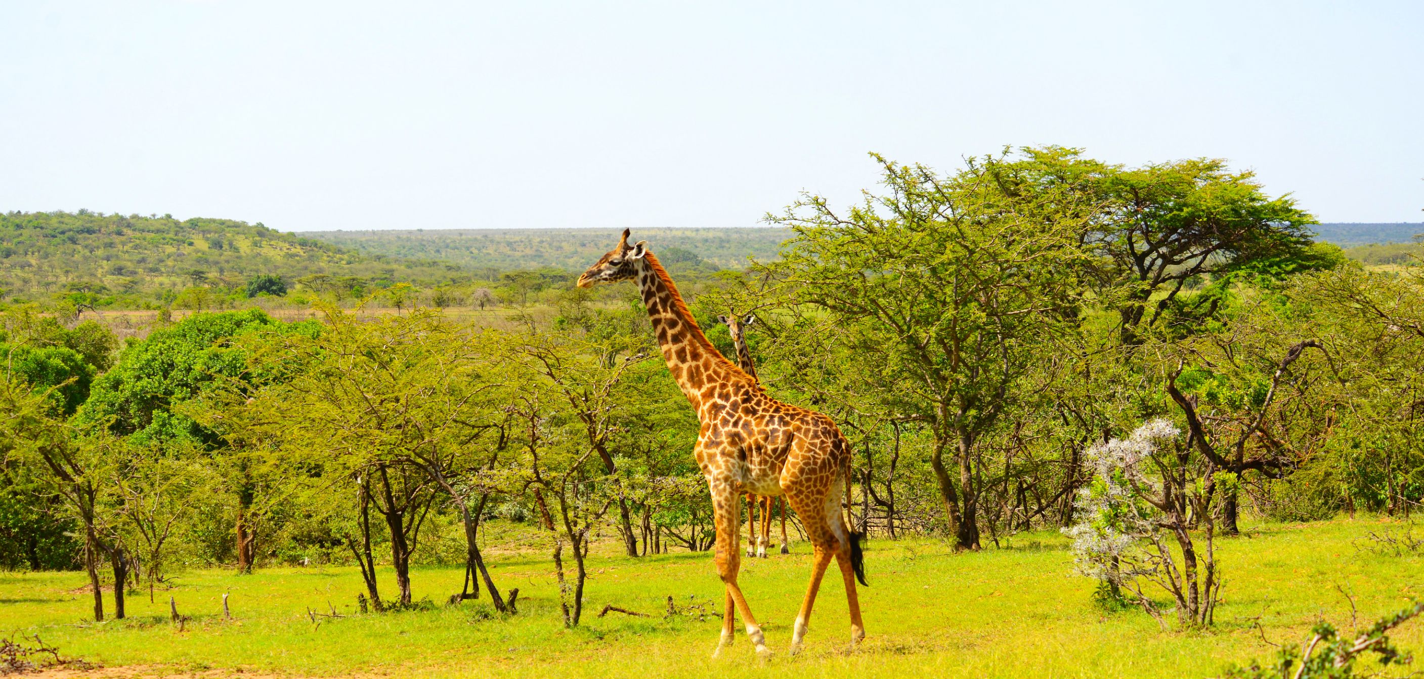 Image of Giraffe Standing in Kenyan National Park