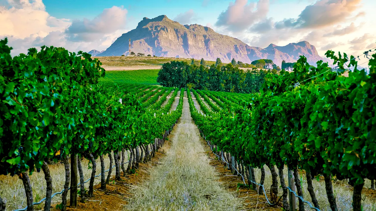 Vineyard, Stellenbosch