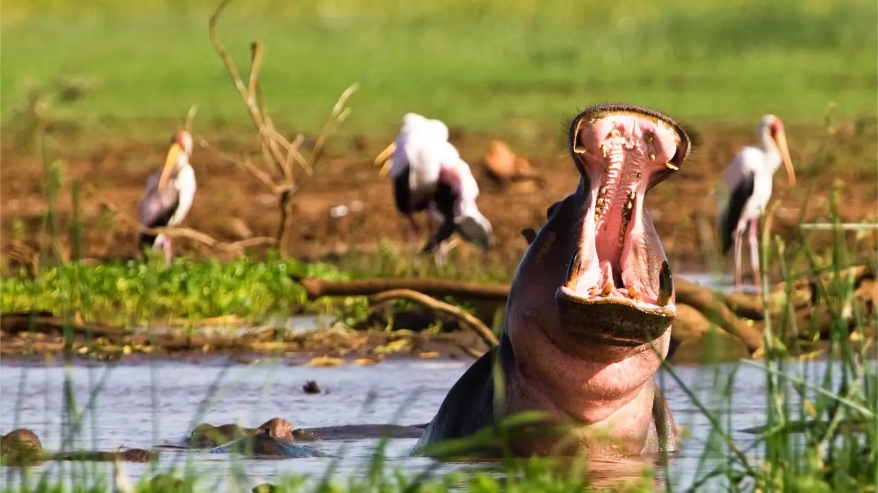 Hippo, Lake Manyara