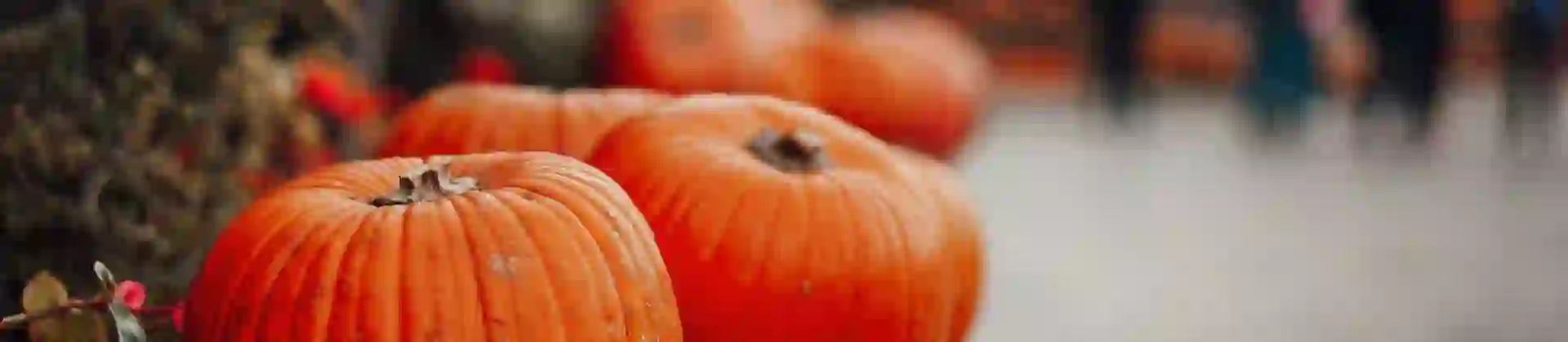 Large orange pumpkins arranged on bales of hay in an autumnal display for Halloween