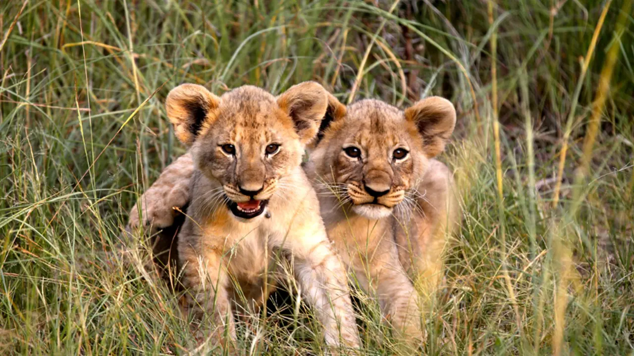 Lion cubs